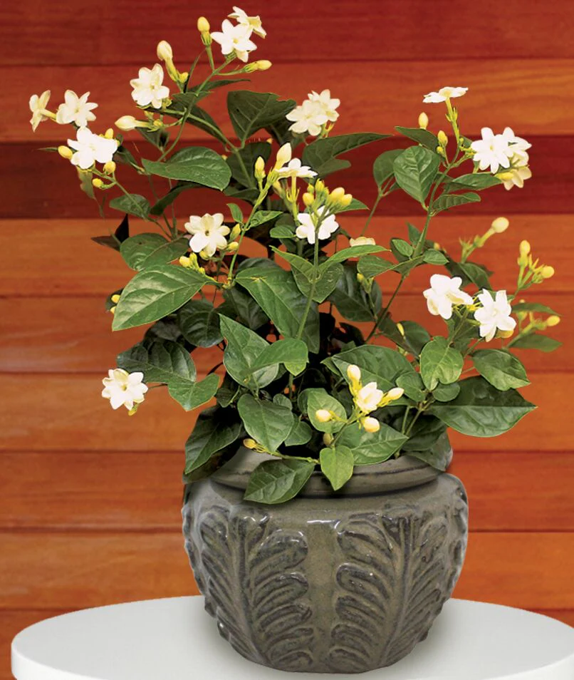 Popular Plants