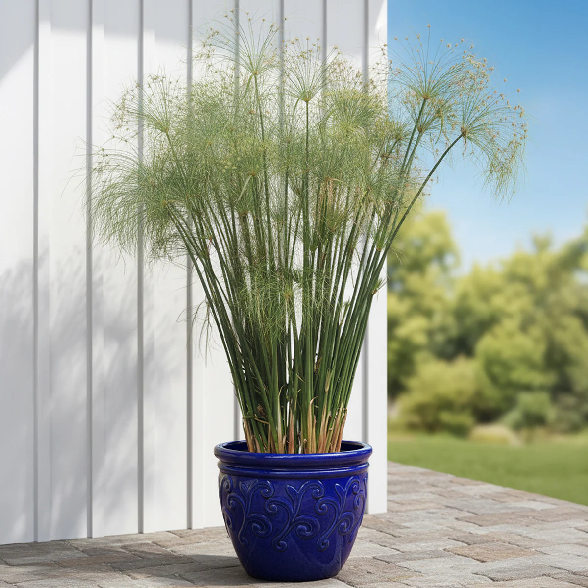 Plants on Sale